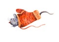 Watercolor cute gray sleeping mouse in a red knitted mitten. Royalty Free Stock Photo