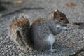 Roztomilý šedá veverička jesť 