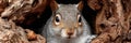 A Cute Gray Squirrel Sitting Inside a Tree Trunk, Eating Nuts and Enjoying a Sunny Day Outdoors Royalty Free Stock Photo