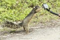 Cute gray squirrel touches paw small camera and makes selfie. Incredible shot.