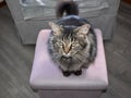 Gray Stripe Cat on a Foot Stool Royalty Free Stock Photo