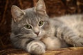 Cute gray striped cat