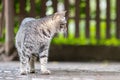 Cute gray striped cat walking down the street outdoors in summer Royalty Free Stock Photo