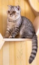 Gray striped scottish fold kitten on windowsill