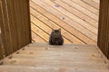 Cute gray striped tabby cat standing at the bottom of an outdoor wooden deck stairs