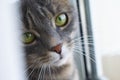 Cute gray tabby cat in close up portrait sitting next to window Royalty Free Stock Photo