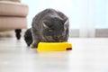 Cute gray tabby cat eating from bowl. Lovely pet Royalty Free Stock Photo