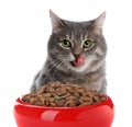 Cute gray tabby cat and feeding bowl with dry food on background. Lovely pet Royalty Free Stock Photo