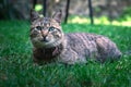 Cute gray tabby cat laying in the lush green grass with their bright blue eyes wide open Royalty Free Stock Photo