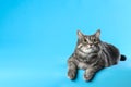 Cute gray tabby cat on light blue background. Lovely pet Royalty Free Stock Photo