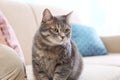 Cute gray tabby cat. Lovely pet Royalty Free Stock Photo