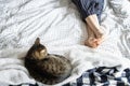 Cute gray tabby cat lying on the bed next to the owner\'s feet Royalty Free Stock Photo