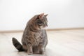 Cute gray tabby cat sitting on floor indoors Royalty Free Stock Photo