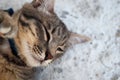 Gray tabby cat close up Royalty Free Stock Photo