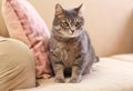 Cute gray tabby cat on sofa Royalty Free Stock Photo