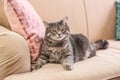 Cute gray tabby cat on sofa Royalty Free Stock Photo