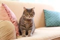 Cute gray tabby cat on sofa Royalty Free Stock Photo