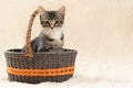 Cute gray tabby kitten sits in a wicker basket on a background of a cream fur plaid, copy space