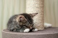 Cute gray tabby kitten sleeping near the scratching post Royalty Free Stock Photo
