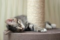 Cute gray tabby kitten sleeping near the scratching post Royalty Free Stock Photo