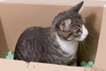 cute gray tiger kitten sit in box and look expectantly Royalty Free Stock Photo