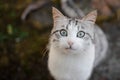 Cute gray and white cat frightened looking at the camera