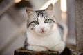 Cute gray and white cat with the light green eyes lying on the wooden board and looking at camera Royalty Free Stock Photo