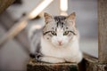 Cute gray and white cat with the light green eyes lying on the wooden board and looking down Royalty Free Stock Photo