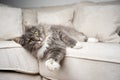 cute gray white cat lying on side resting on couch looking at camera Royalty Free Stock Photo