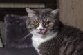 Cute gray and white cat sitting on bad, licking its lips Royalty Free Stock Photo
