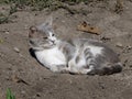 A cute gray and white cat sleeping in the sun Royalty Free Stock Photo