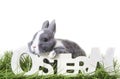 Cute gray, white dwarf rabbit, easter bunny sits on the meadow in the grass and looks over german word-ostern- in wood writing