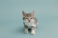 A cute gray and white kitten adopted and on a light blue studio background Royalty Free Stock Photo