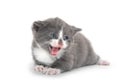 Cute gray and white kitten on white Royalty Free Stock Photo