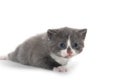 Cute gray and white kitten on white Royalty Free Stock Photo
