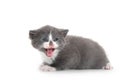 Cute gray and white kitten on white Royalty Free Stock Photo