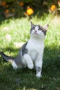 Cute gray-white kitten sitting on the grass