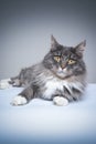 cute gray white maine coon cat lying on side looking at camera with copy space Royalty Free Stock Photo