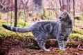 Cute gray young cat standing in forest with beautiful natural background Royalty Free Stock Photo