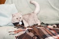 A cute gray young scottish cat dressed on a cat leash lies on the couch