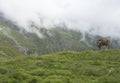 Brown cute grazing cow at alpine meadow, pasture in Stubaital Valley. Summer. Tirol Alps, Austria