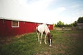 Cute grazing horse at a stable in Ontario, Canada on the blurred background