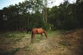 Cute grazing horses at a stable in Ontario, Canada with green trees background