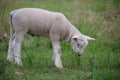 Cute grazing lamb in field