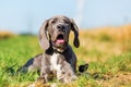 Great dane puppy lying on a country path Royalty Free Stock Photo