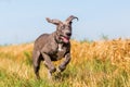 Great dane puppy running on a country path Royalty Free Stock Photo