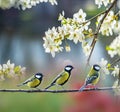 cute great tit Parus major in the spring garden Royalty Free Stock Photo
