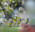 Cute great tit Parus major in the spring garden Royalty Free Stock Photo