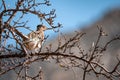 Cute Greater roadrunner bird perched on a tree on a sunny day Royalty Free Stock Photo