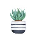 Cute green agava house plant in white and black flowerpot. Watercolor.